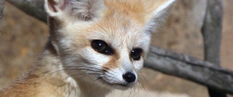 Mali the Fennec Fox blog image